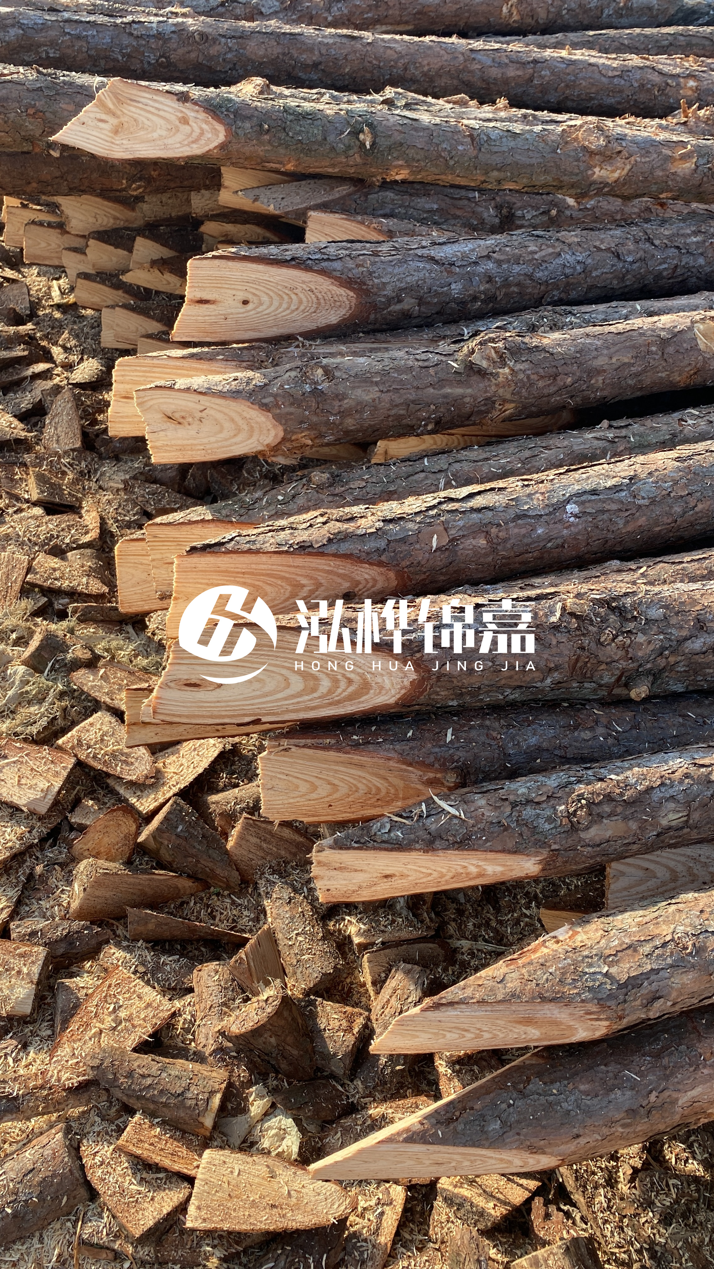 松木樁怎么分辨好壞？學(xué)會(huì)這幾招，輕松分辨松木樁好壞不踩雷！